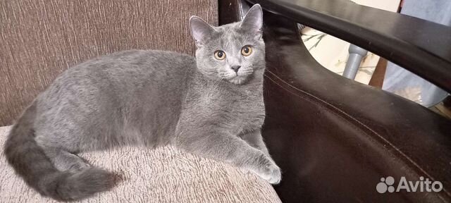 Молодой котик ждет невест