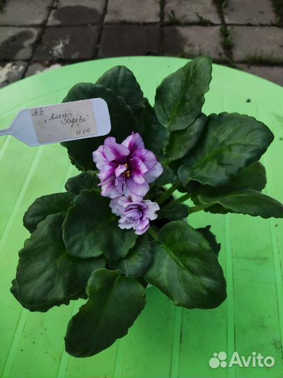 Сортовые фиалки