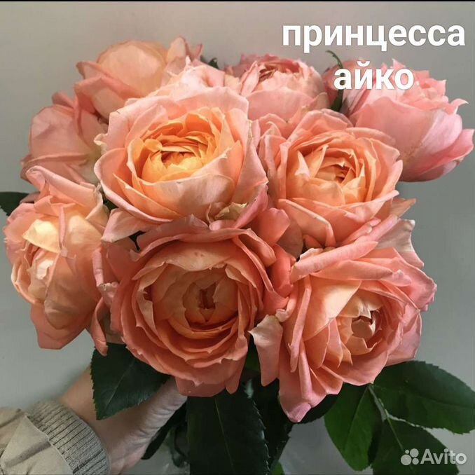 Роза принцесса сакура фото и описание