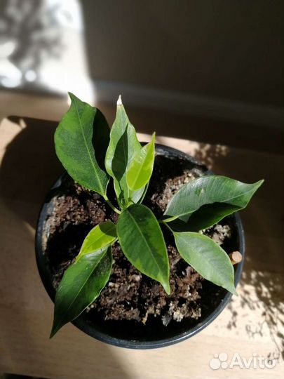 Фикус Бенджамина