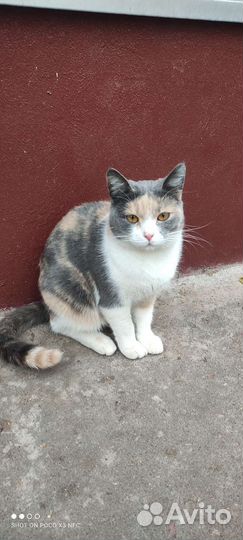 Кошечка ищет семью