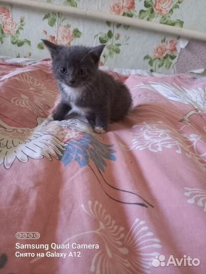 Котятки в добрые ручки,отдам