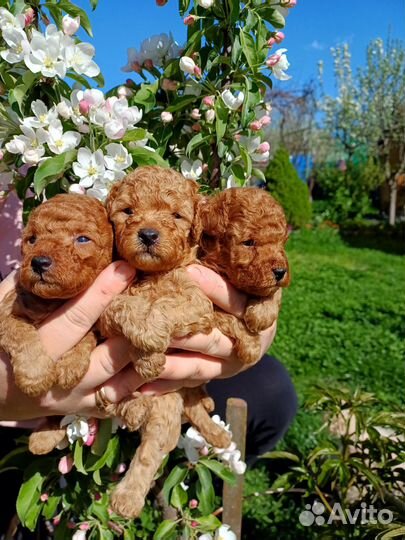 Щенки пуделя