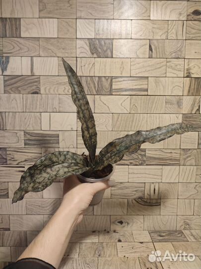 Сансевиерия copper tone