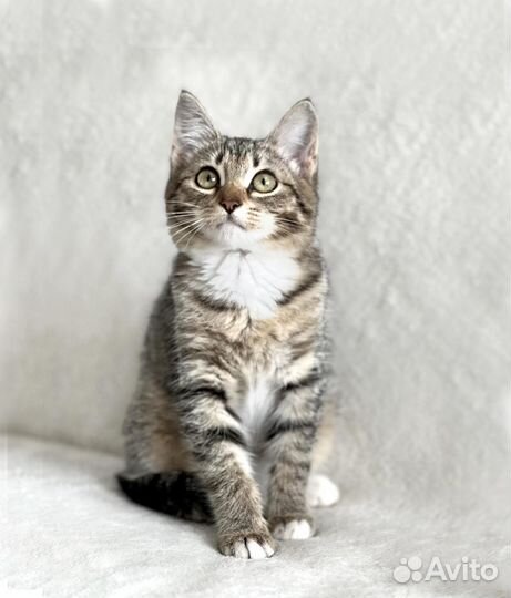 Милый котенок в добрые руки