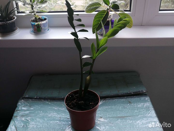 Комнатные растения:хойя,фиалка,алоэ,денежное дер