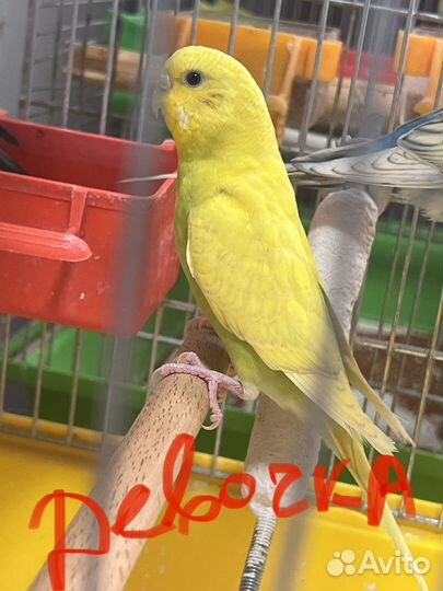 Волнистый попугай