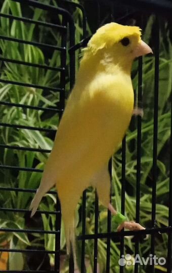 Кенара и канарейки