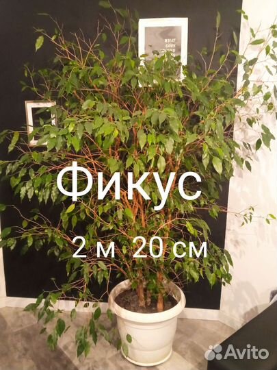 Фикус бенджамина