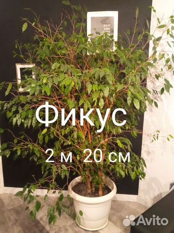 Фикус бенджамина