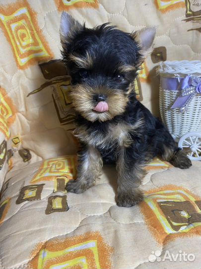 Йоркширский терьер