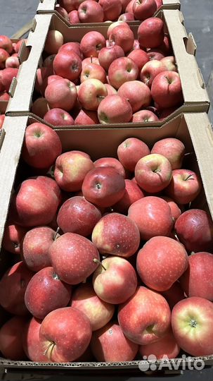 Яблоки оптом