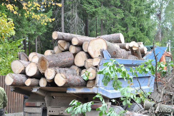 Спил деревьев