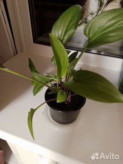 Дримиопсис