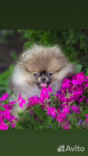Померанский шпиц мальчик