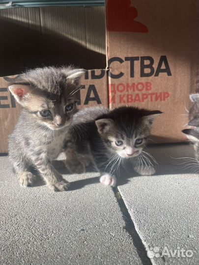 Котята в добрые руки