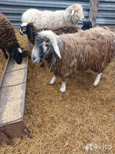 Овцы бараны