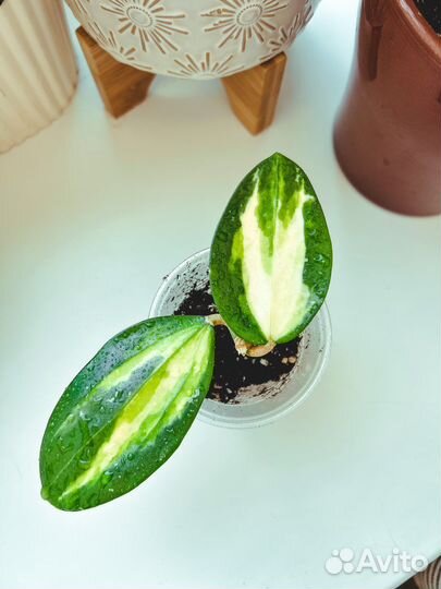 Verticillata cv. white center