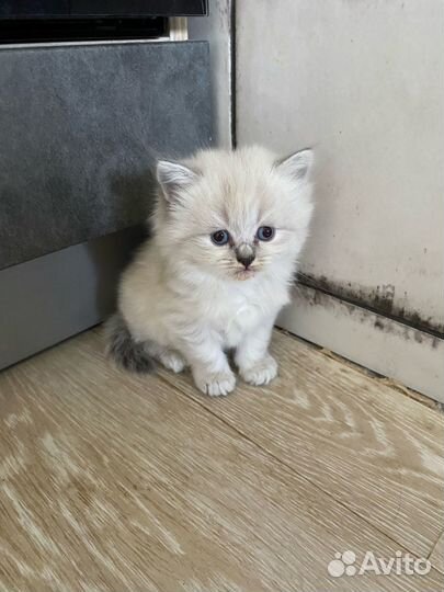 Невская маскарадная