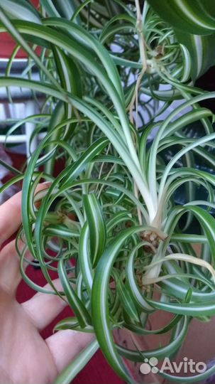 Хлорофитум кудрявый-Бонни