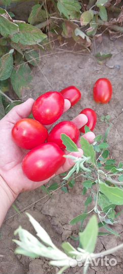 Помидоры и тыква оптом