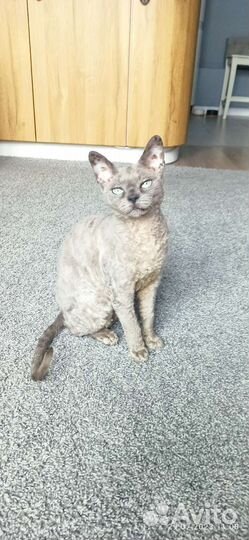 Девон-рекс кошечка любимка