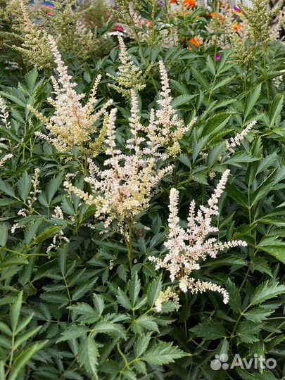Астильба (Astilbe) многолетняя
