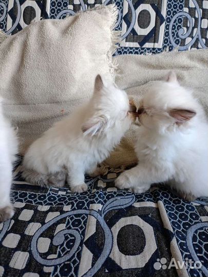 Шотландский котята