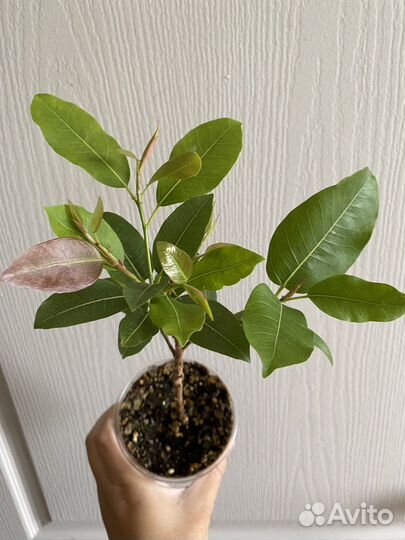 Фикус Суперба компакта