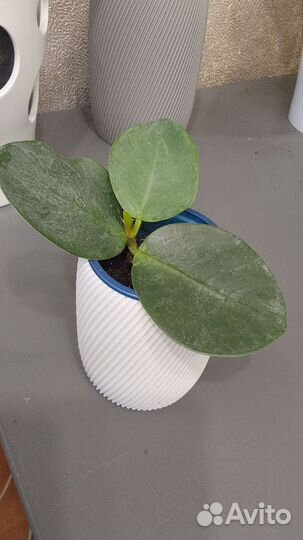 Фикус, филодендрон