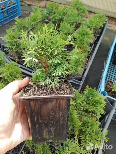 Туя шаровидная Р9, хвойники