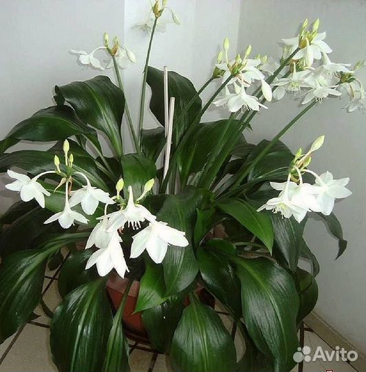 Комнатные цветы