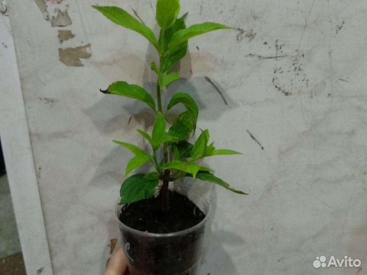 Гортензия Геркулес