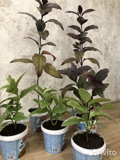 Псевдоэрантемум