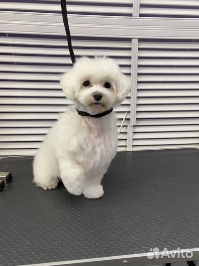 Стрижка йорков, мальтезе, ши-тцу, шпицев