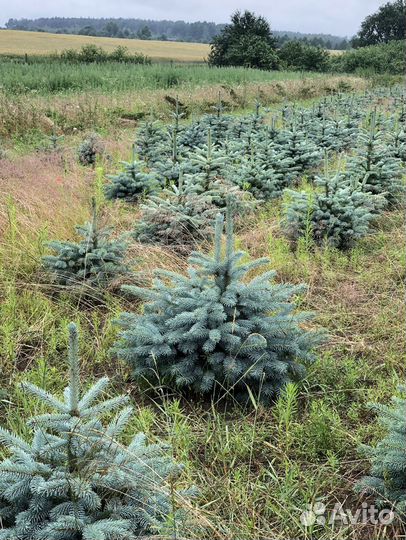 Ель Голубая