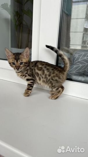 Бенгальские котята