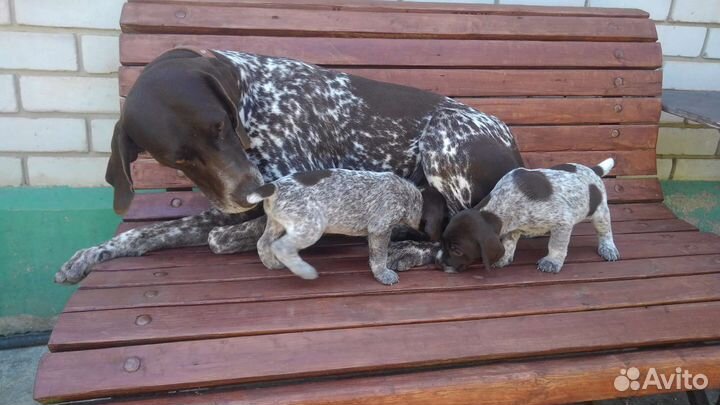 Щенки курцхаара