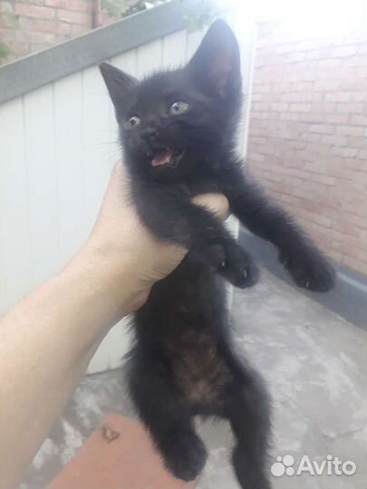 Котята в добрые руки бесплатно