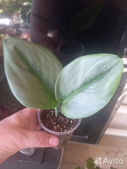 Гвоздика ампельная комнатная растения