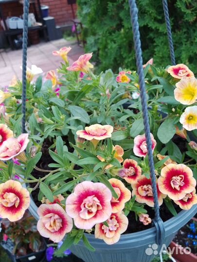 Петунии в кашпо