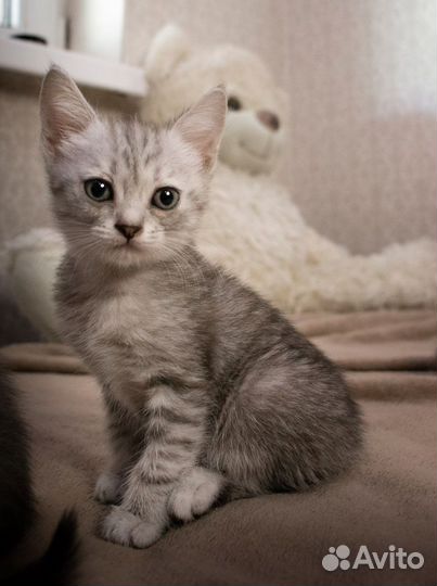 В добрые руки шотландские котята