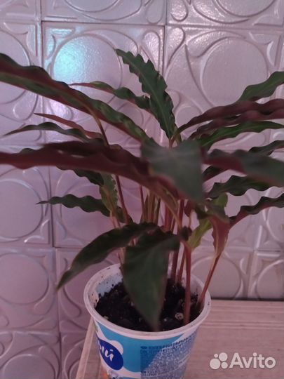 Строманта Триостар, калатеи Руфибарба, Мозаика