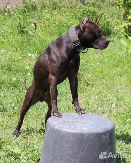 Питбультерьер кобель