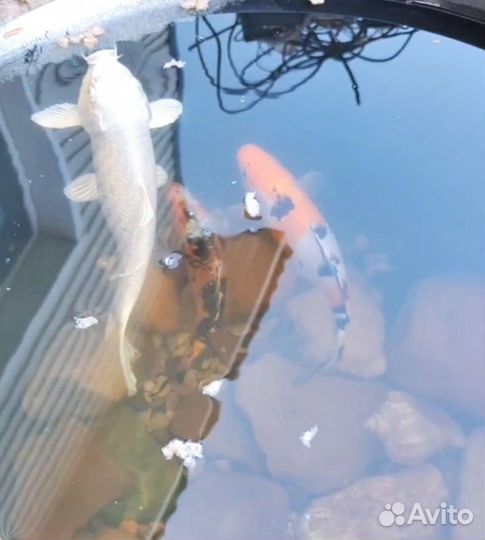 Рыбки карпы кои