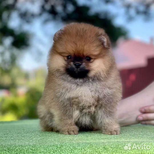 Померанский шпиц мини