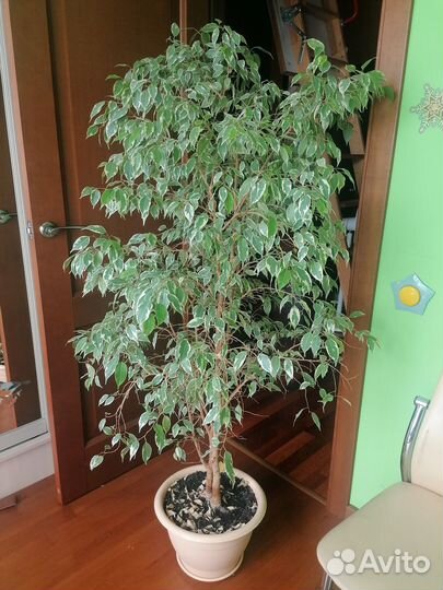 Фикус бенжамина большой