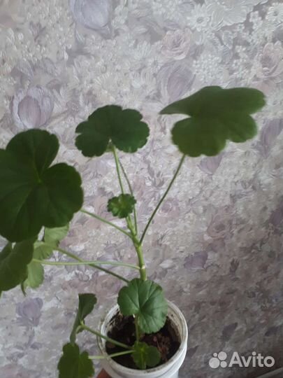 Пеларгония герань