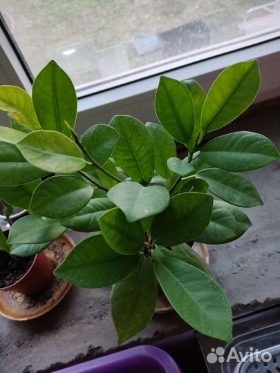 Фикус макломе