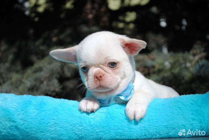 Кремовый малыш